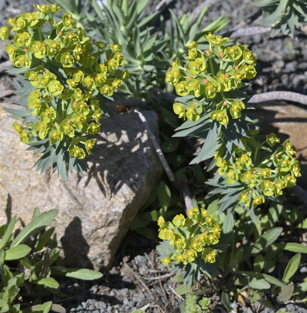 The euphorbia rigida ofter grows in a dense thick clump
