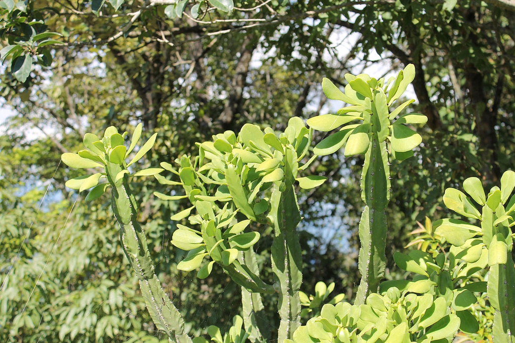 Form with leaves