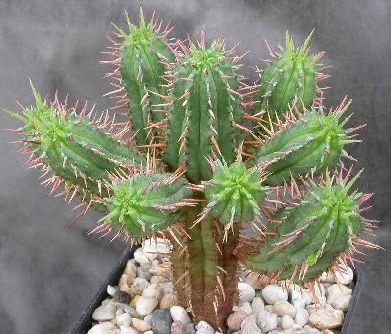 Form in a pot