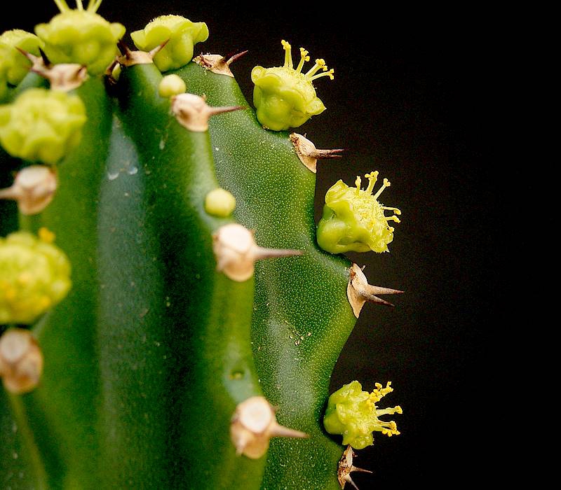 Close up of flower