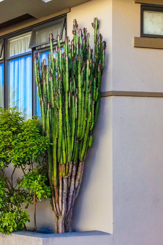 Succulent 3-angled, erect, succulent, green stems.