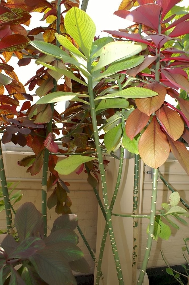 Tall stem with large green leaves near the top