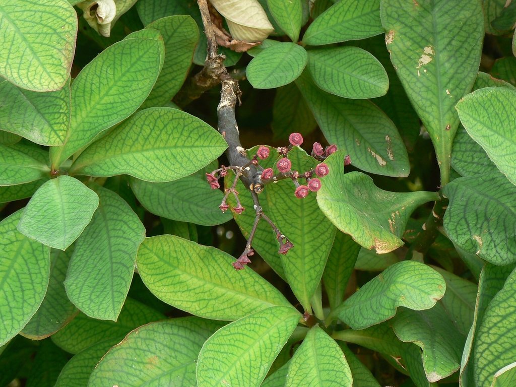 Closeup of leaves and small reddish flowers