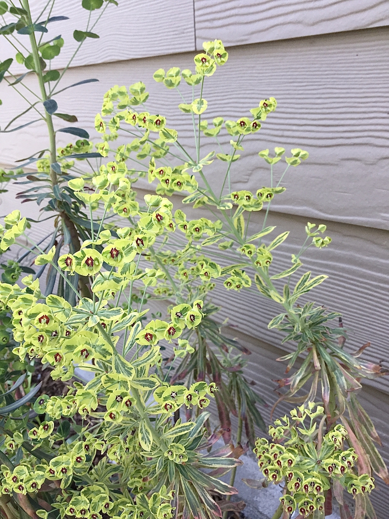 Euphorbia x martini