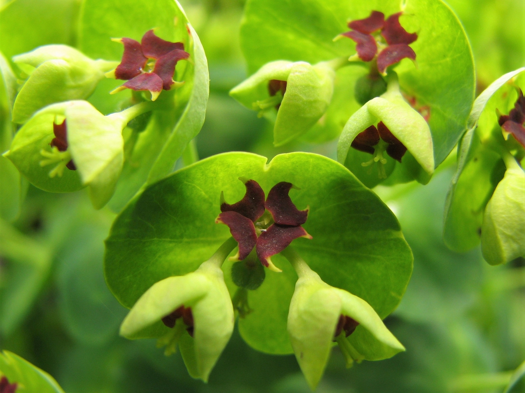 Close up of flowers