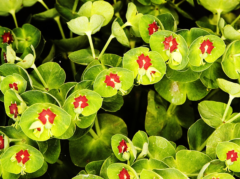 Close up of flowers and bracts.