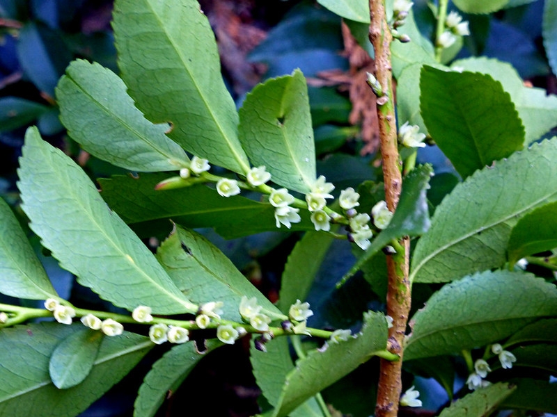 Small white, down-facing flowers from the woody branches.