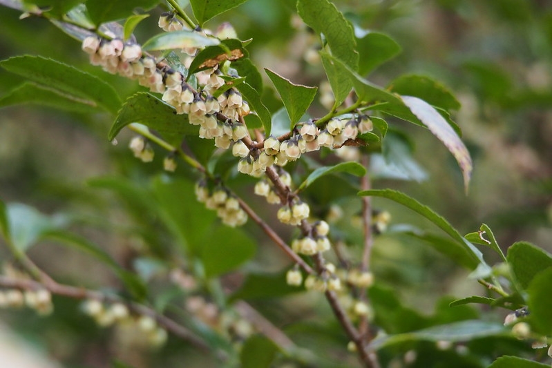 Woody branch w/ alternate leaves & small, white pendulous flos.s