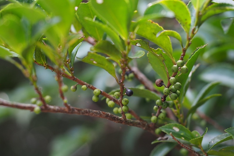 Woody branch w/ alternate leaves & small round black fruits