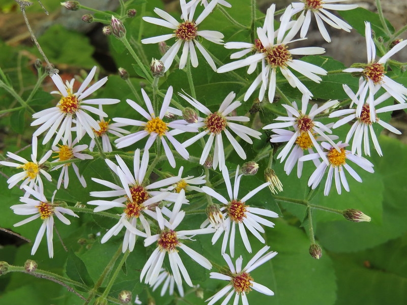 Inflorescence Closeup - pinnated white petals with yellow center