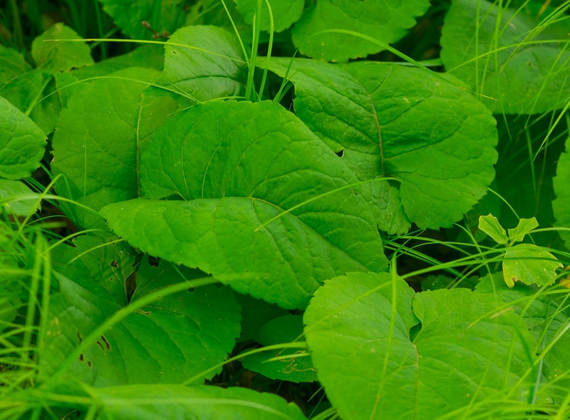 Leaves