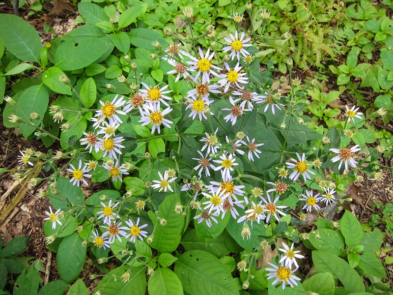 Inflorescence - pinnated white petals with yellow center
