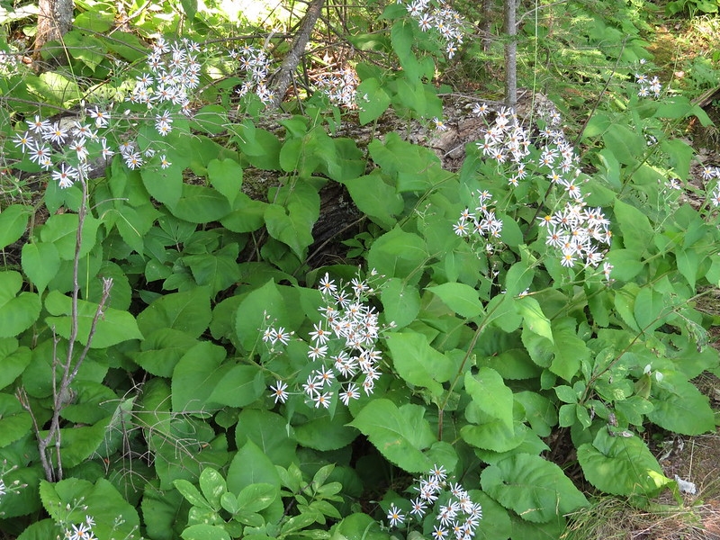 Habit - July 31 2016 - Michigan