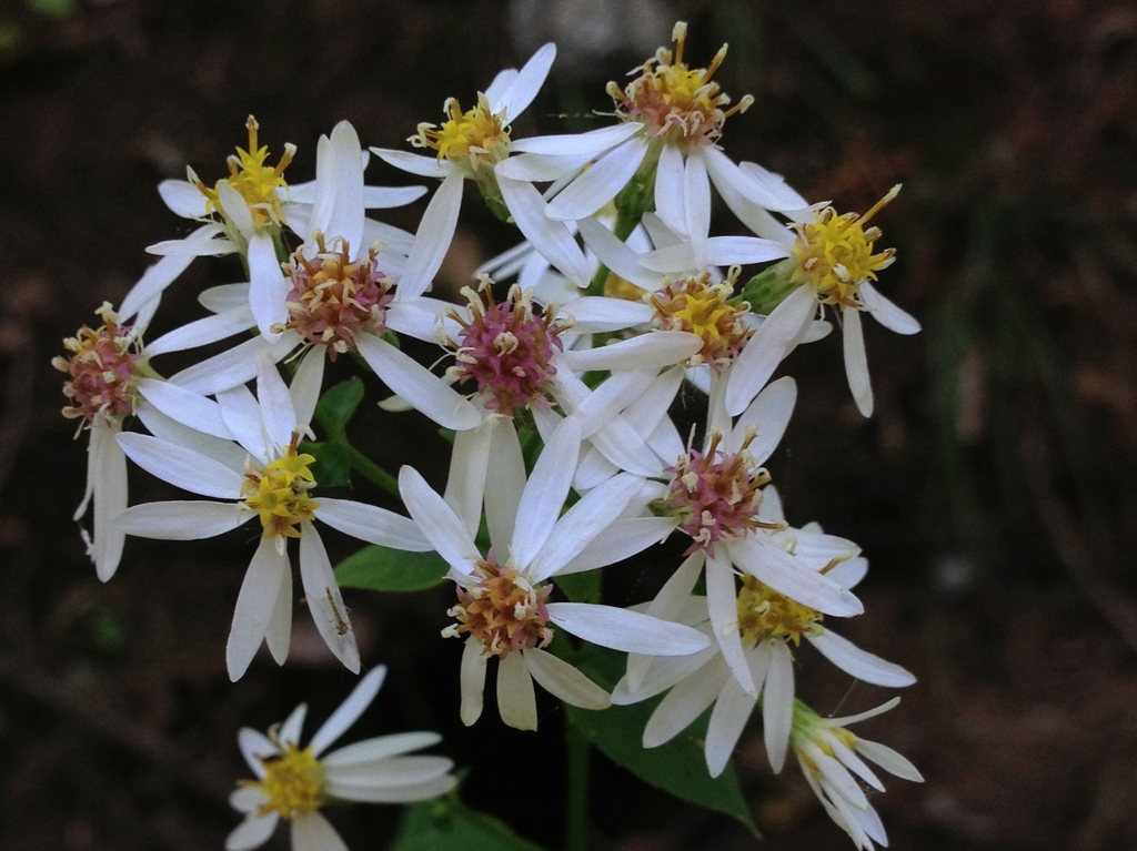 Close up of flower