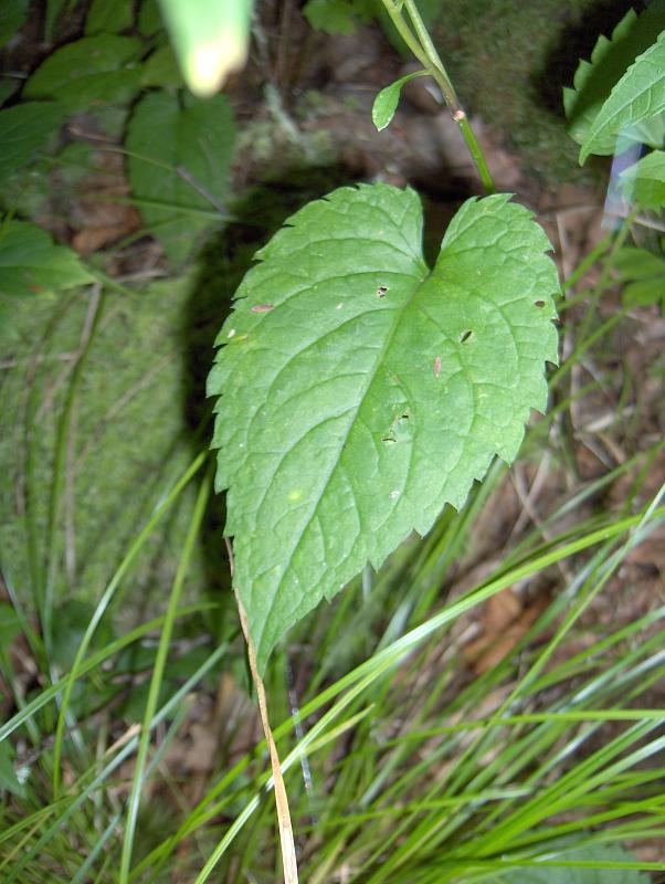 Leaf closeup
