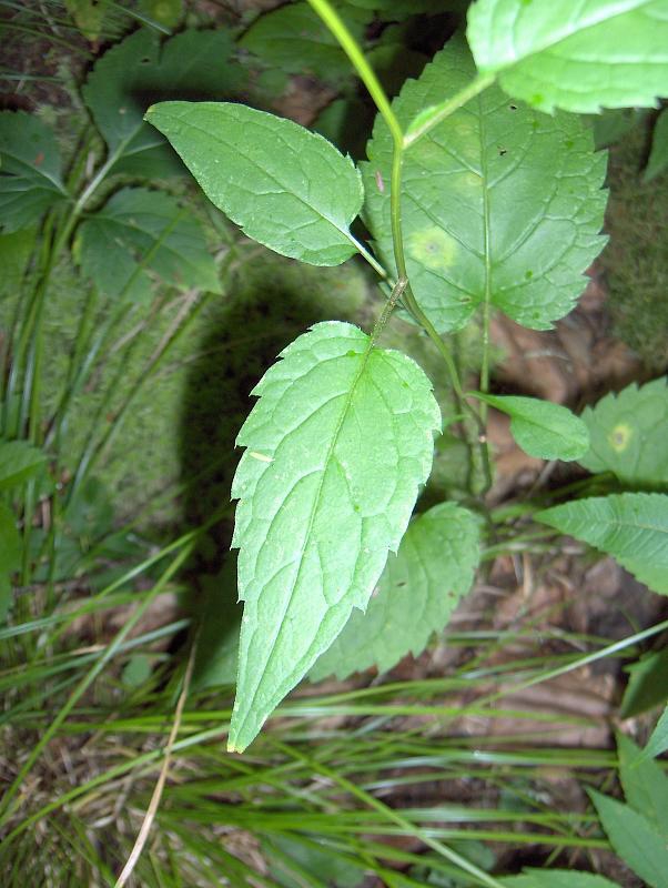 Leaves