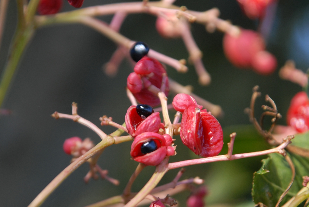 Euscaphis japonica