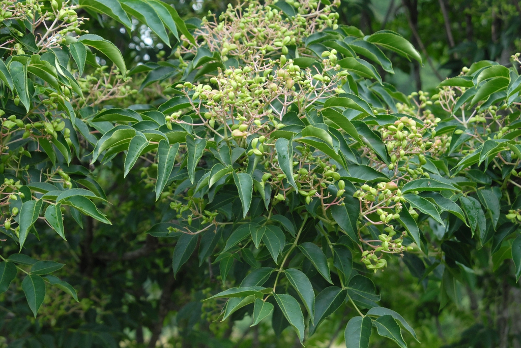 Euscaphis japonicus
