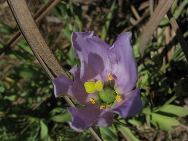 Eustoma grandiflorum