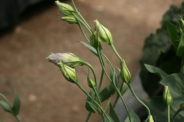 Eustoma grandiflorum