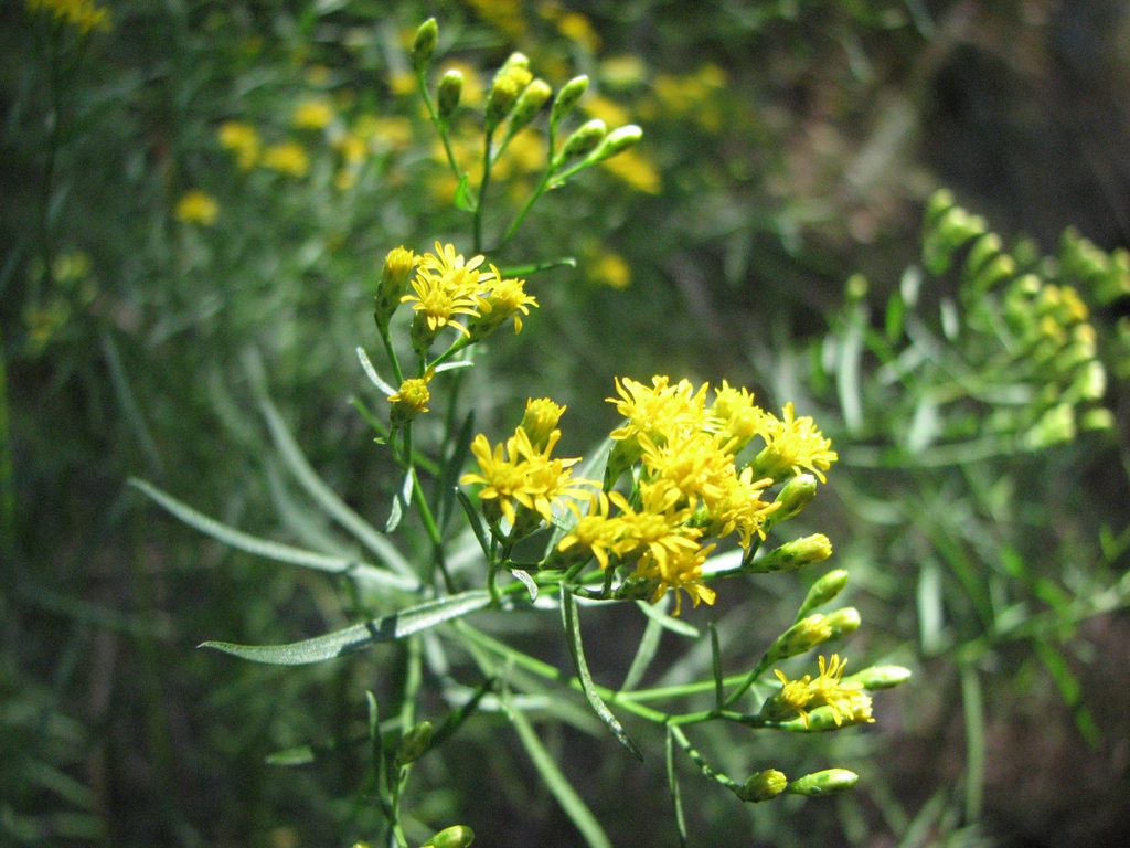 Euthamia caroliniana flowers and leaves