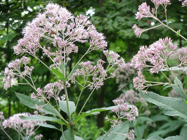 Eutrochium dubium