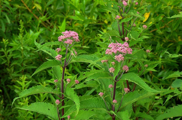 Eutrochium dubium