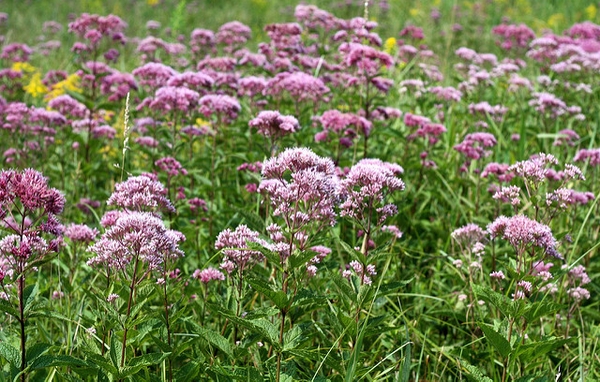 Eutrochium dubium