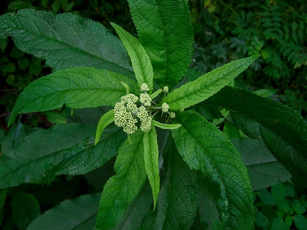 Eutrochium dubium