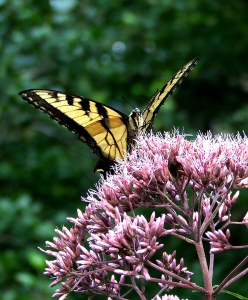 Eutrochium dubium