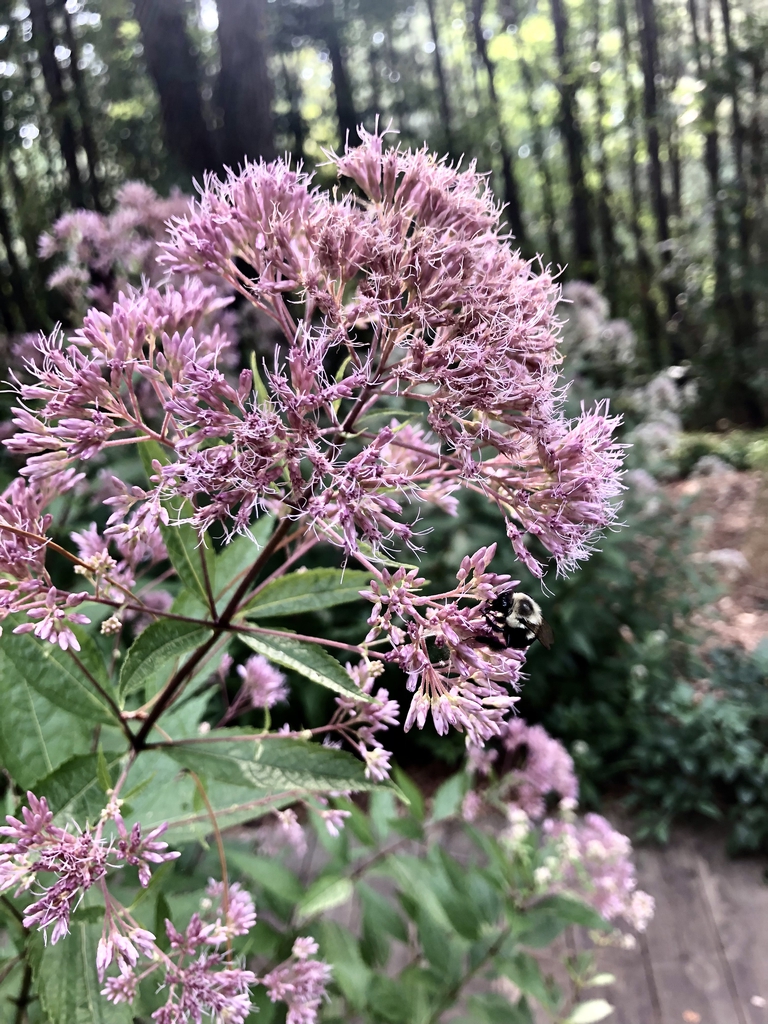 Flower - Aug. 10 - Wake Co., NC