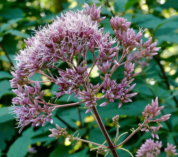 Flower head