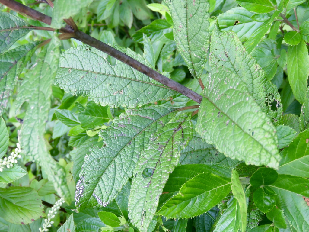 Whorled leaves
