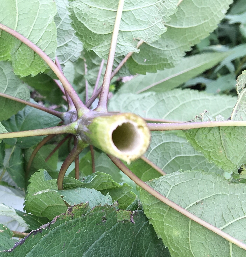 Hollow stem and underside of leaves