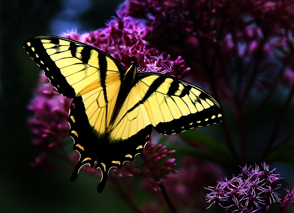 Eutrochium purpureum