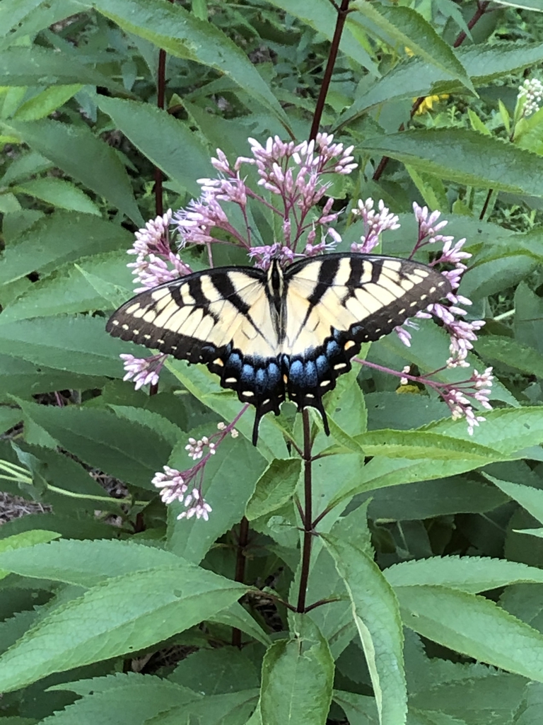 Eutrochium fistulosum