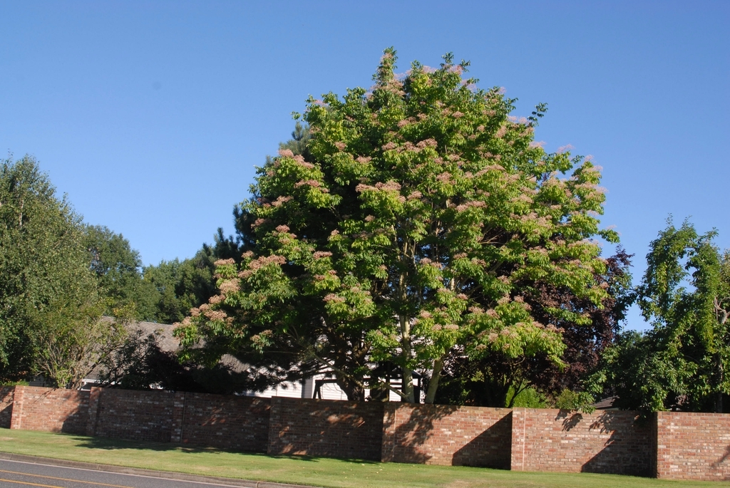 Tree with rounded crown