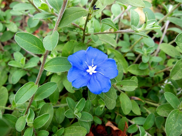 Evolvulus glomeratus