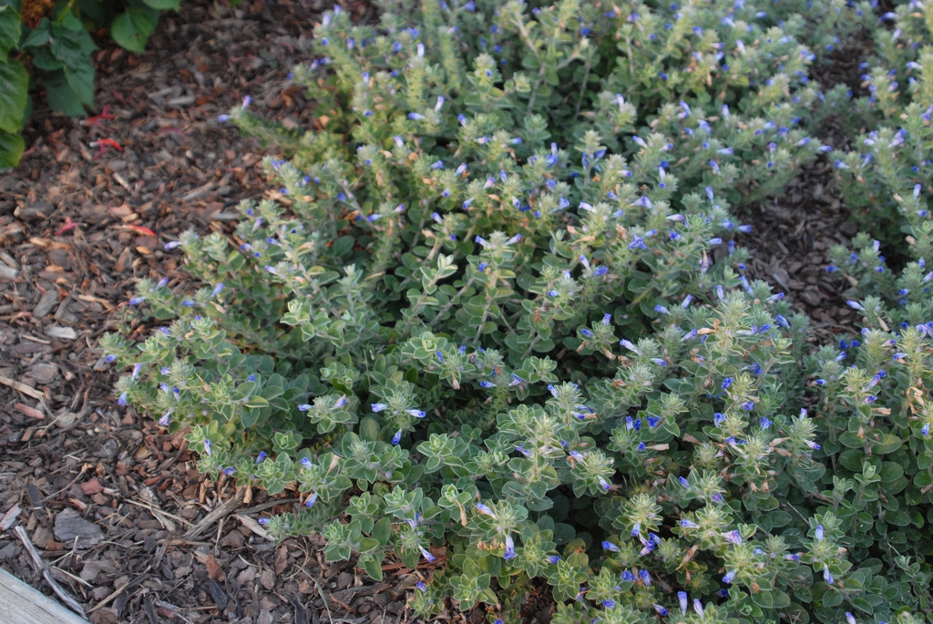 Evolvulus 'Blue My Mind'