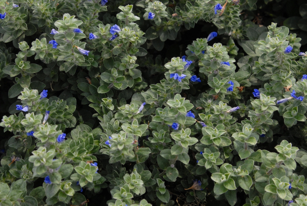 Evolvulus 'Blue My Mind'