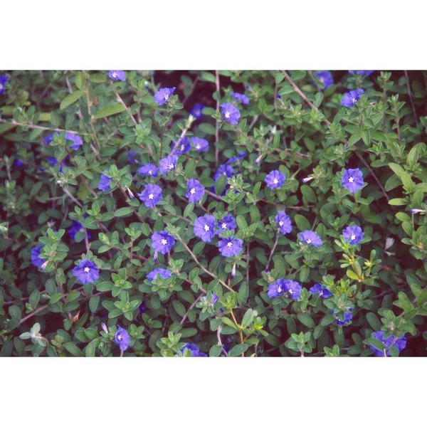 Evolvulus glomeratus 'Blue Daze'