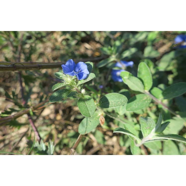 Evolvulus glomeratus 'Blue Daze'