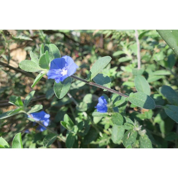 Evolvulus glomeratus 'Blue Daze'