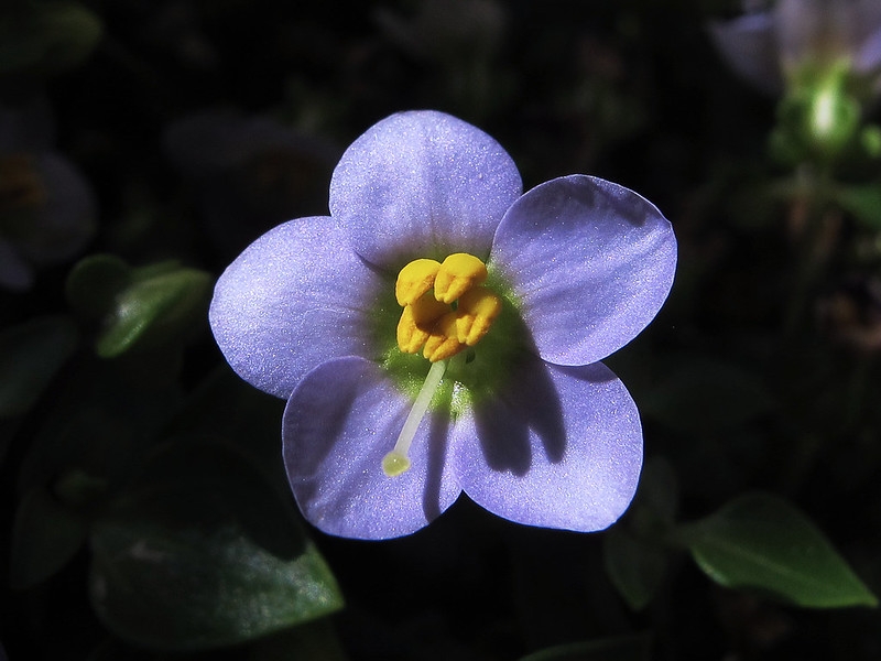 close-up of a small purplish flower.