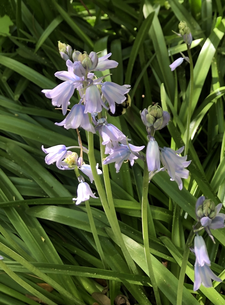 Lavendar bell shaped flowers