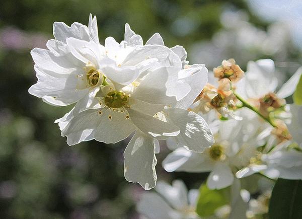 Exochorda racemosa