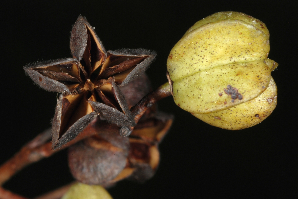 Fruit capsule (Moore County, NC)-Early Fall
