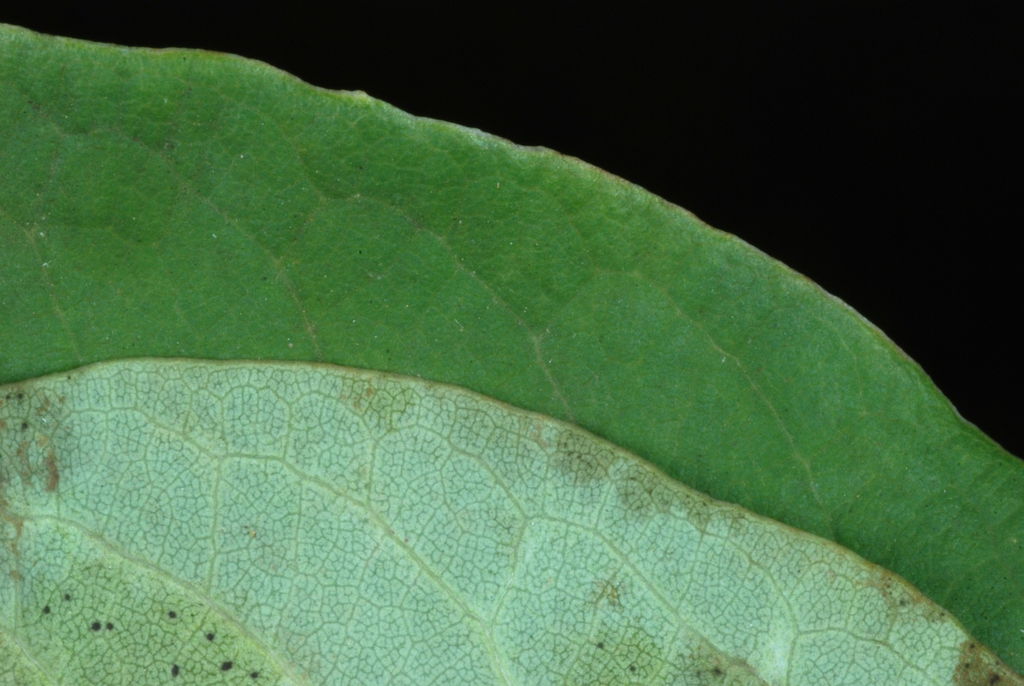 Front and back of leaf (Moore County, NC)-Early Fall
