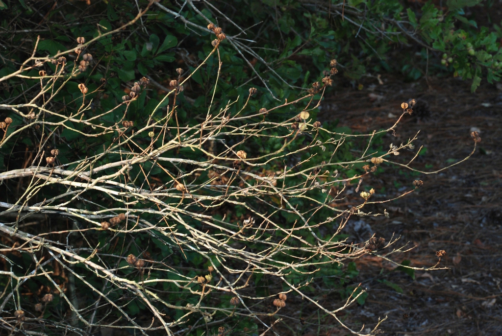Branch with fruit (Moore County, NC)-Early Fall