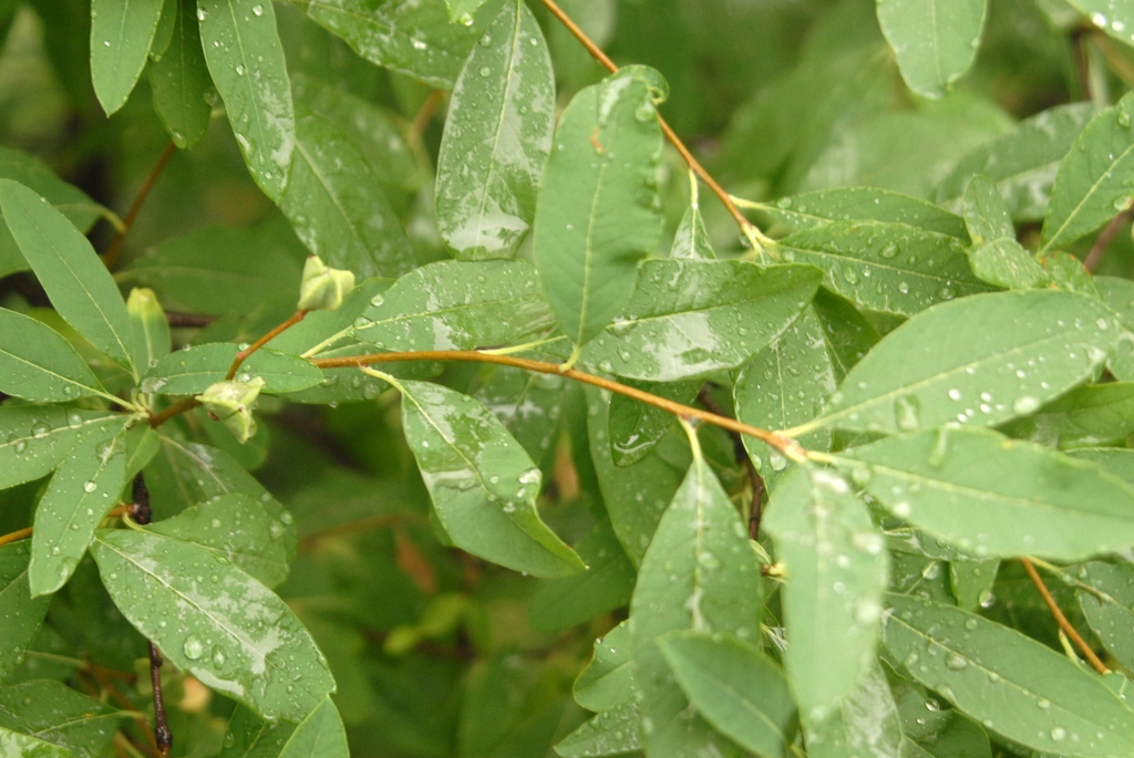 Exochorda racemosa